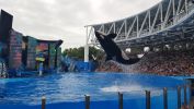 PICTURES/Disney, Shamu &  Potter/t_Orcas Jumping3.jpg